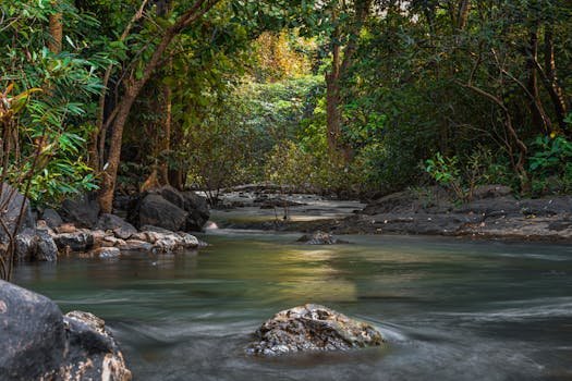 Peaceful stream flowing through lush tropical forest, capturing natural beauty and tranquility.
