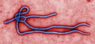Ebola Strain